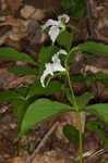 White trillium